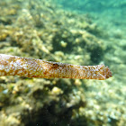 Broadnosed pipefish. Aguja mula