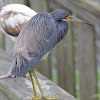 Tricolored Heron