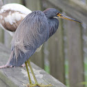 Tricolored Heron