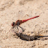 Red-veined Darter