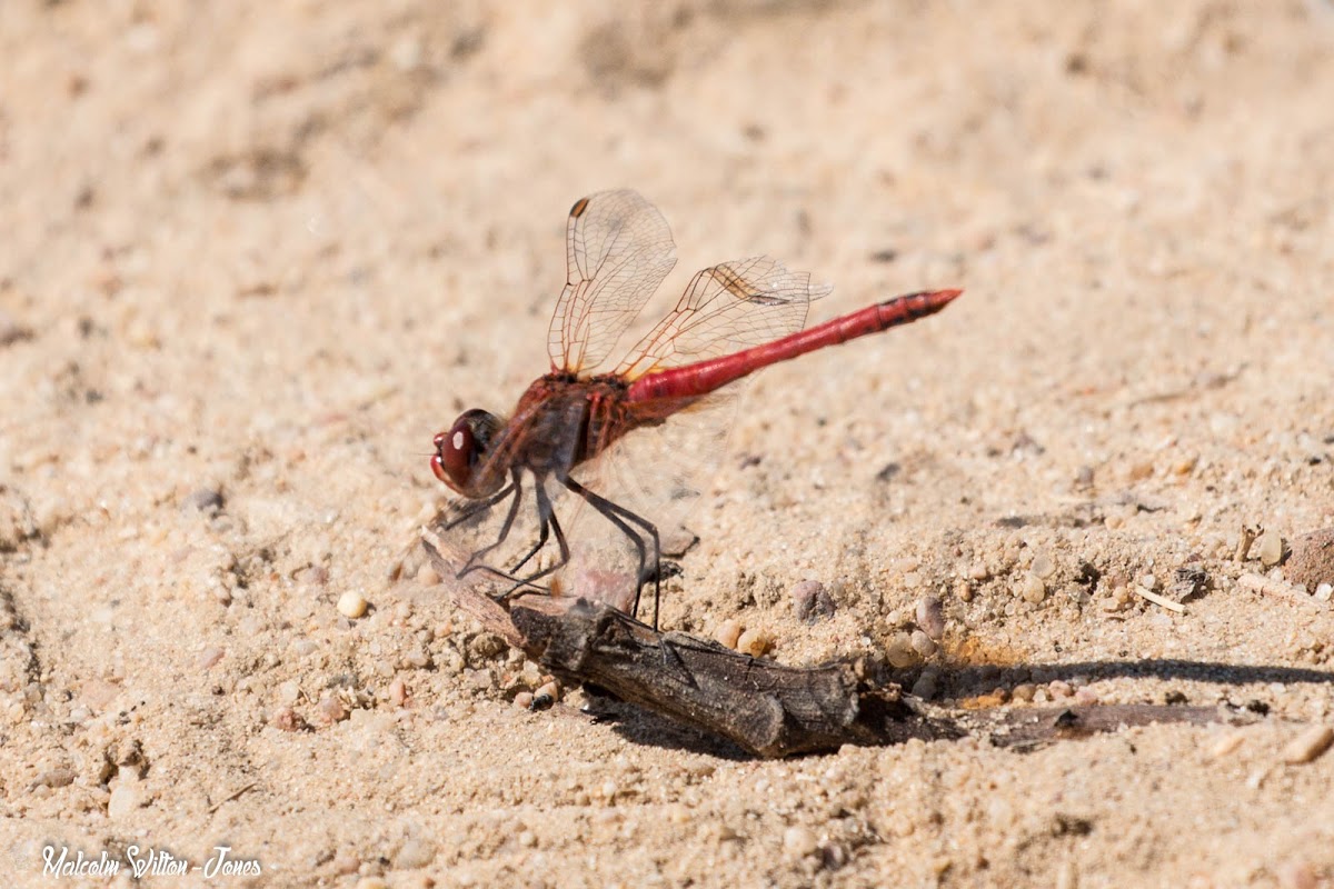 Red-veined Darter