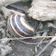 The common snail