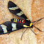 Wasp-mimic moth