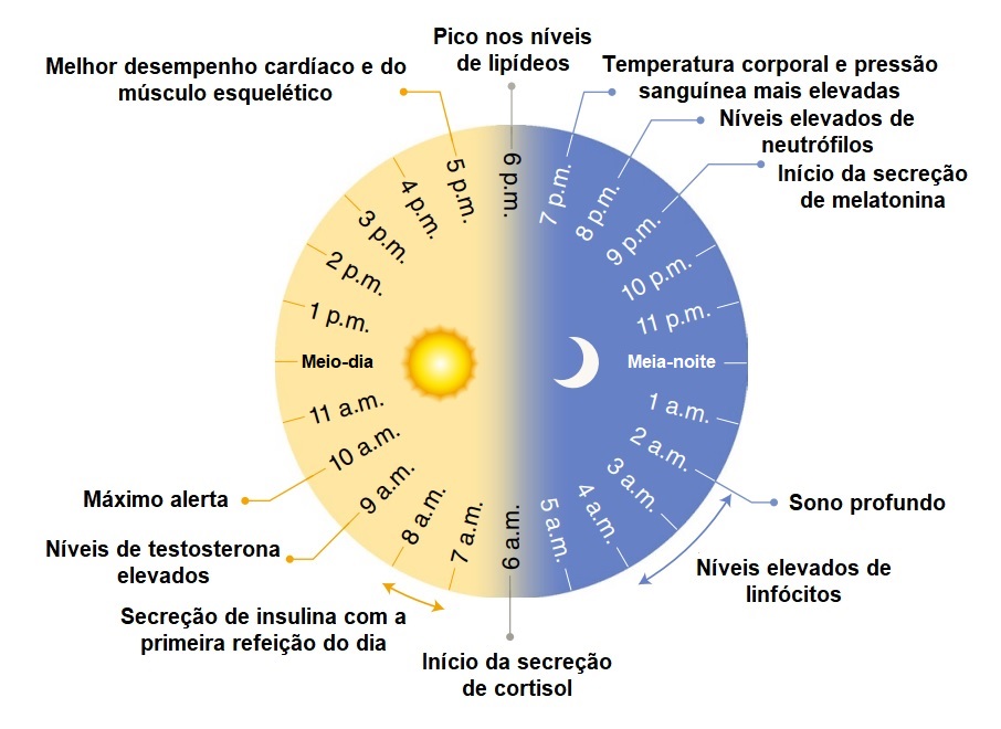 Algumas funções fisiológicas são reguladas pelos ritmos circadianos durante o período de 24 horas