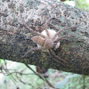 Huntsman Spider