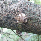 Huntsman Spider