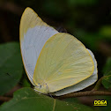 LESSER ALBATROSS – AN ENDEMIC BUTTERFLY TO SRI LANKA