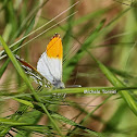 Anthocharis cardamines