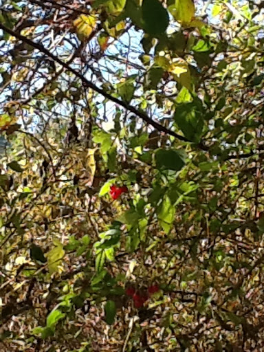 Honeysuckle bush