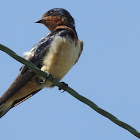 Barn Swallow