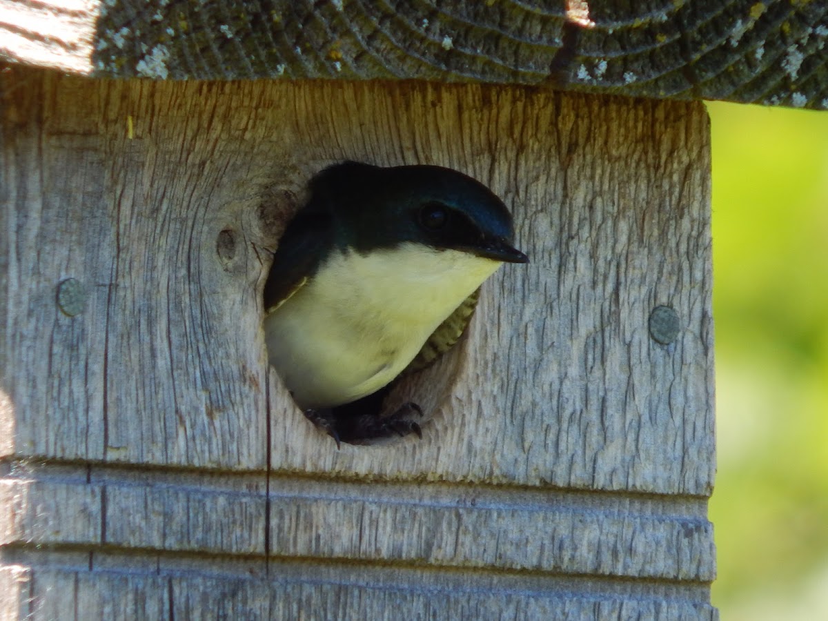 Tree Swallow