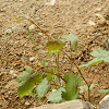 Common grape vine