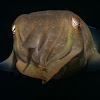 Broadclub Cuttlefish