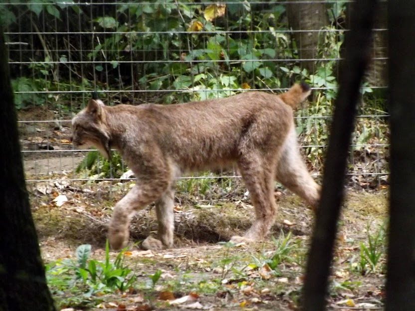 Lynx du Canada, Parc des Félins - Tous droits réservés 