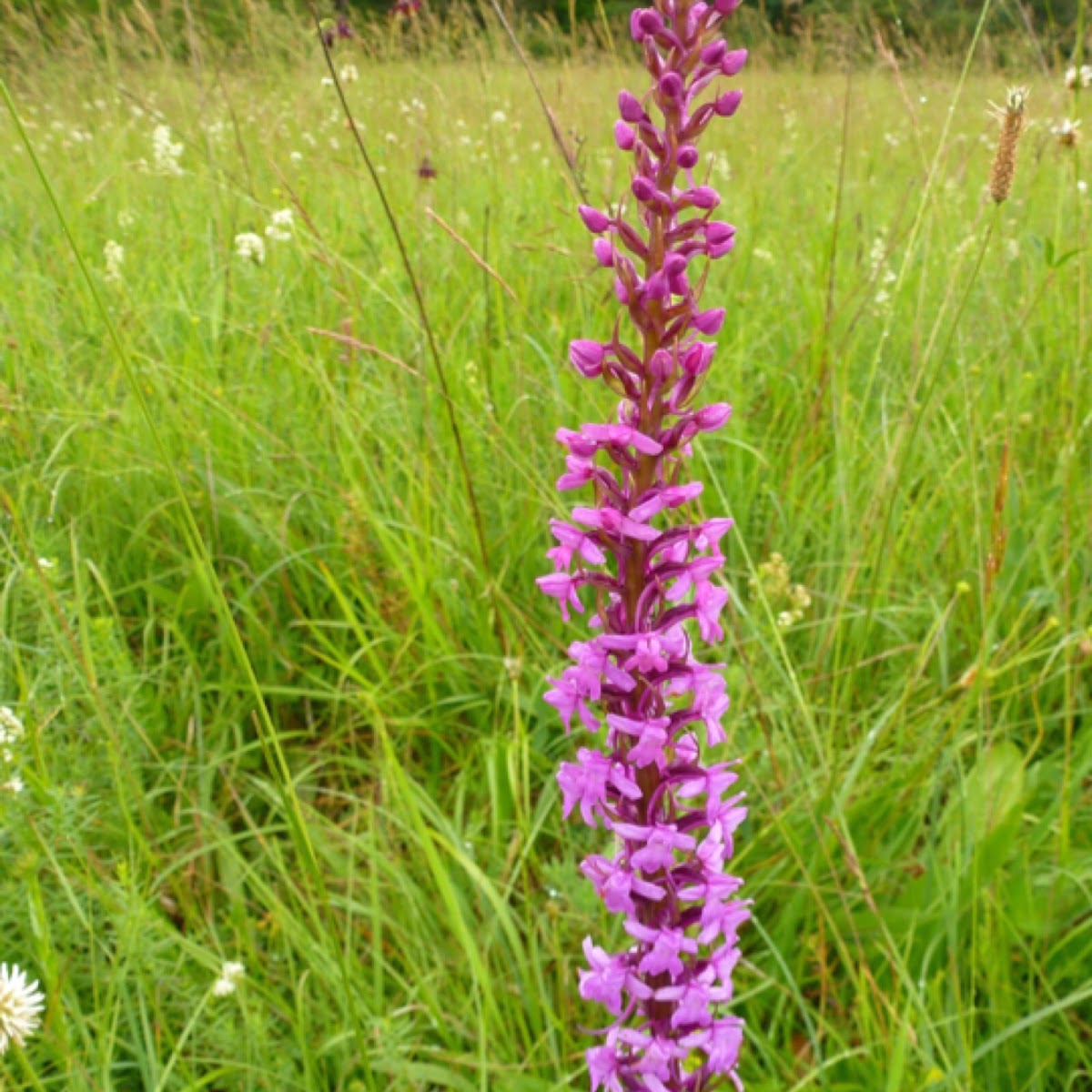 Mücken-Händelwurz, Fragrant orchid