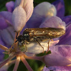 Common Sawfly