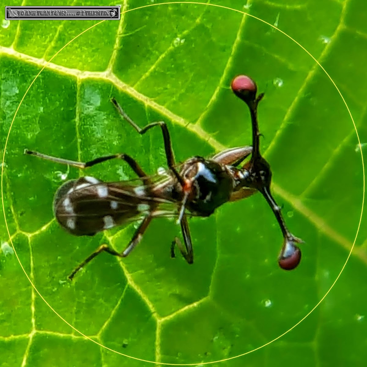 Malaysian stalk-eyed fly