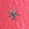 Twinflagged Jumping Spider