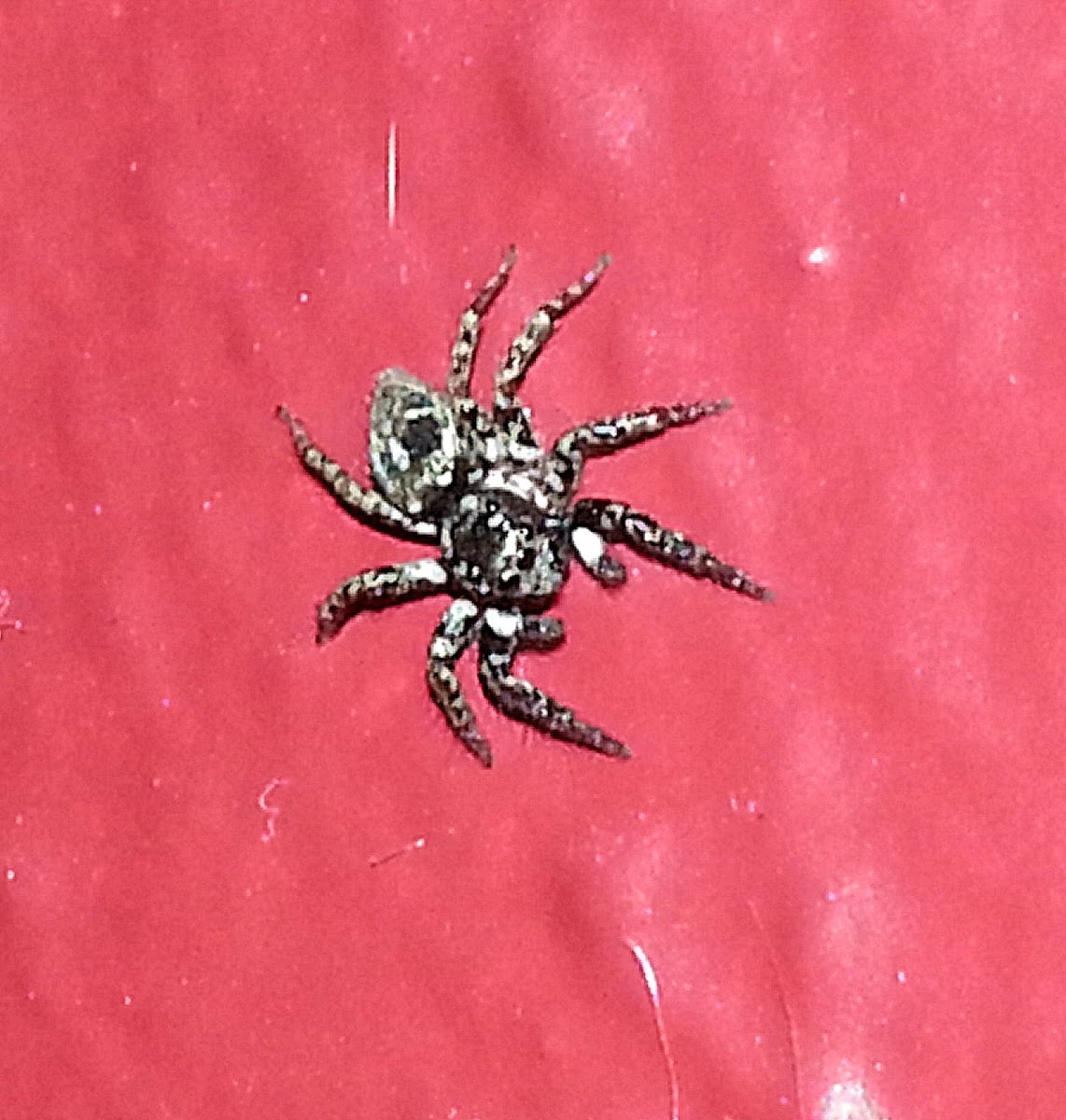 Twinflagged Jumping Spider