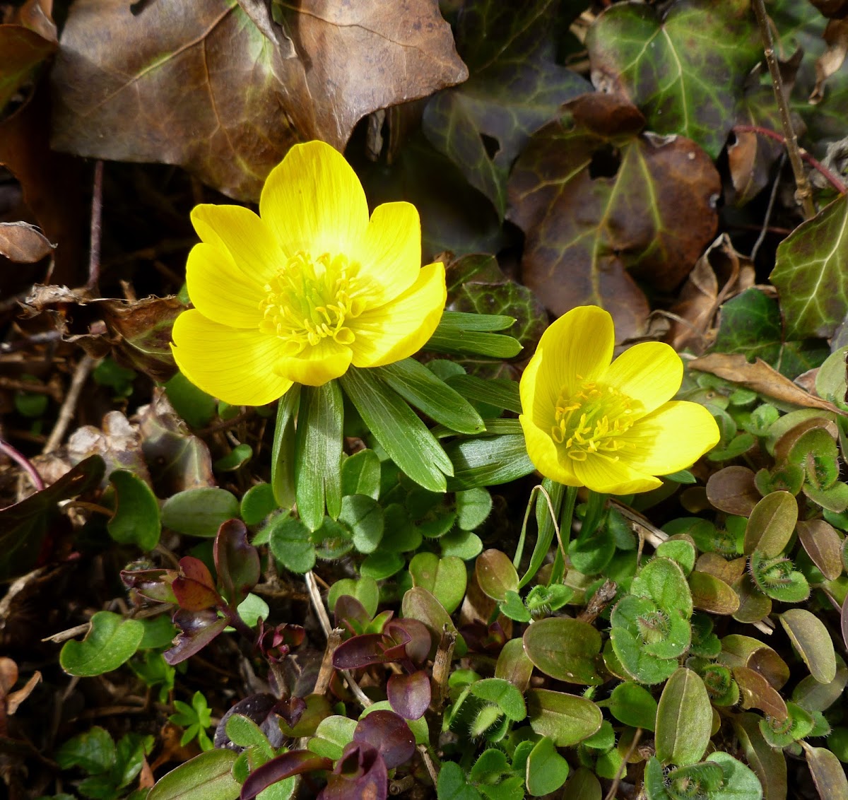 Winter aconite, Winterling