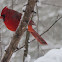 Northern Cardinal