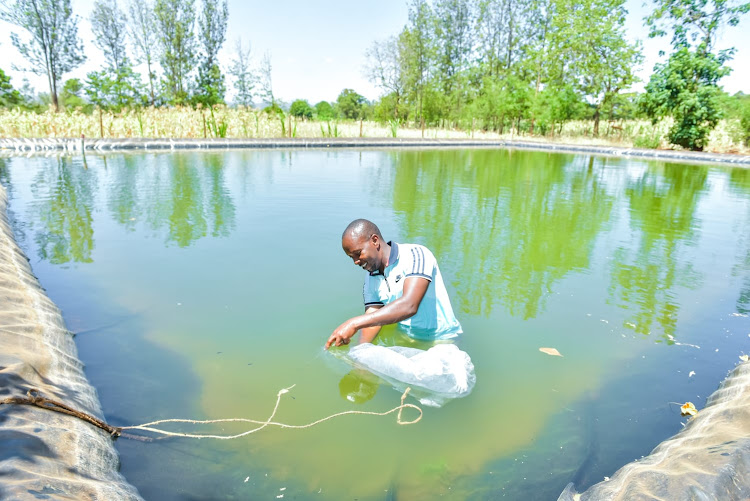 A fish farmer offloads fingerlings into his fishpond in Theiya village in Ndia constituency.