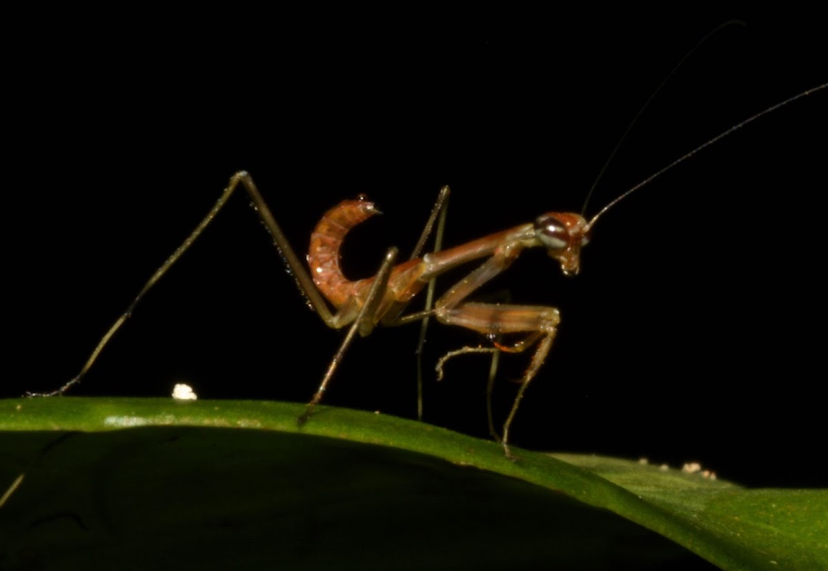 Praying Mantis