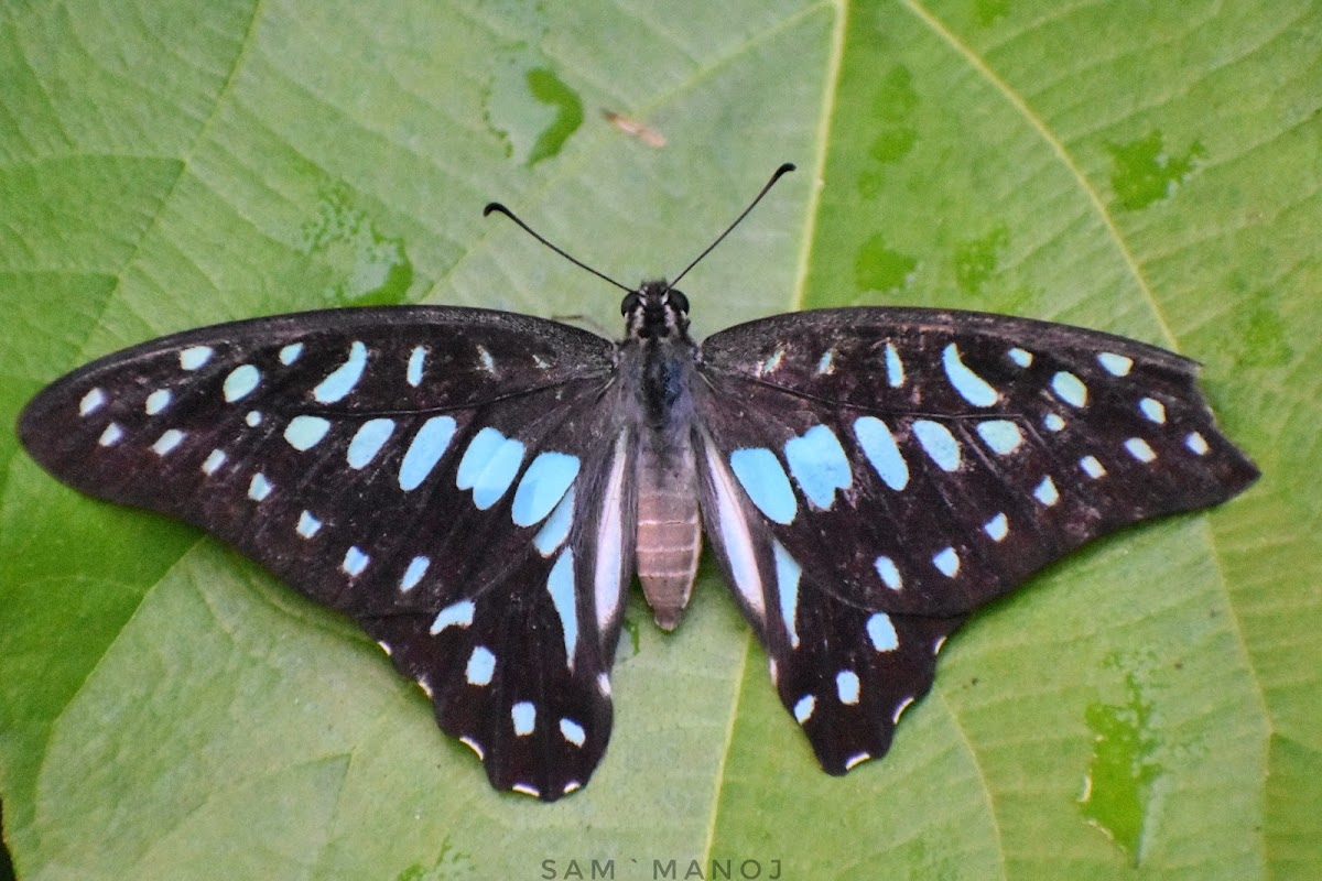 Common Jay