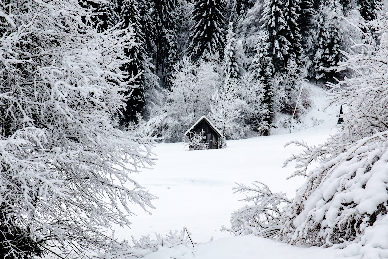 Spersa nella neve di E l i s a E n n E