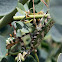 Egyptian Flower Mantis