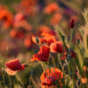 Red flower garden