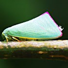 Flatid Planthopper