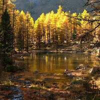 Bosco d'autunno di 