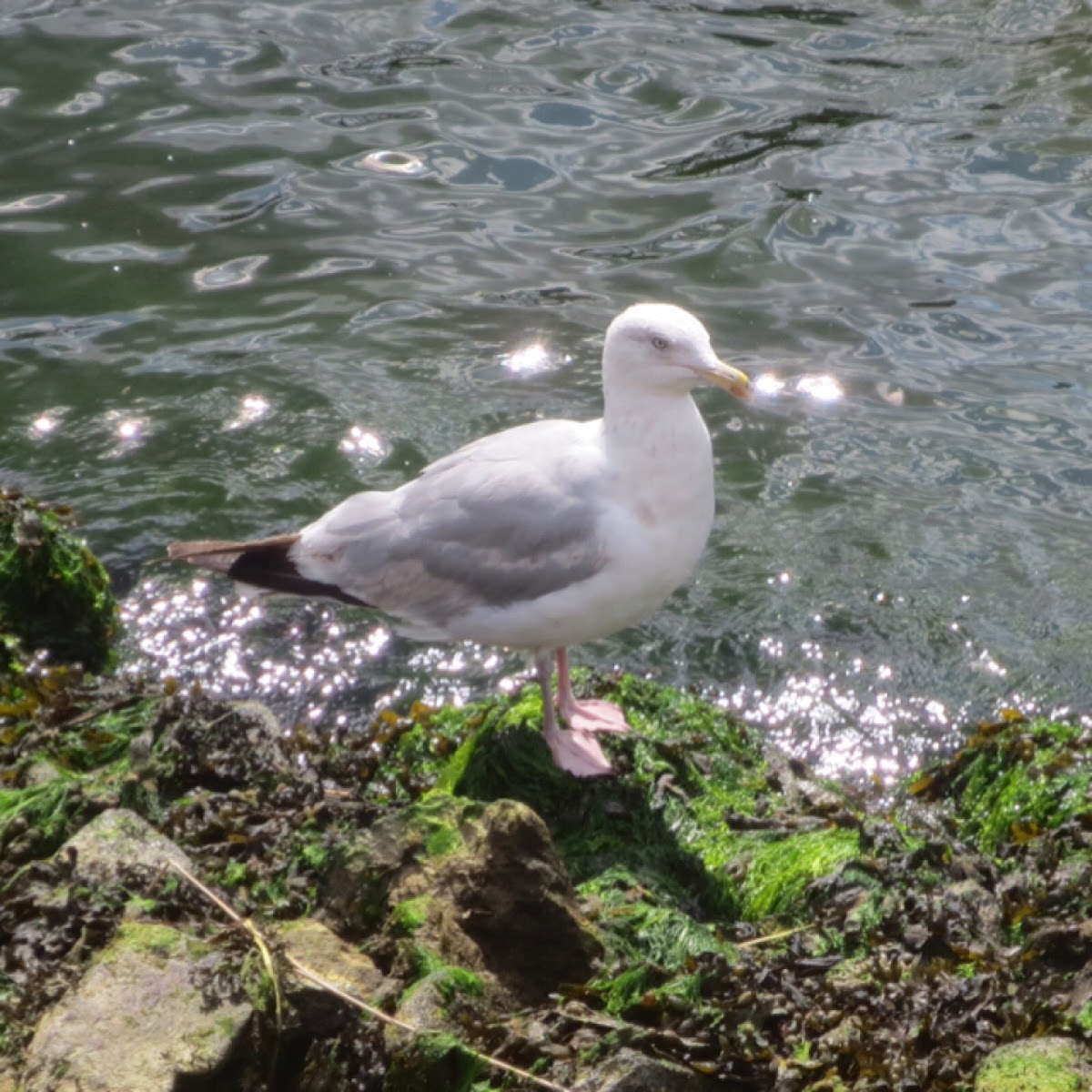 European herring gull