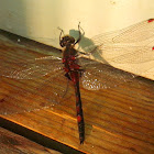 Northern White-faced Darter