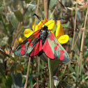 Six-Spot Burnett