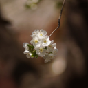 Bunch of white flowers