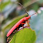 Red Net-winged Beetle