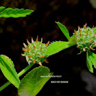 Trifolium glomeratum L.