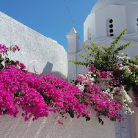 Bougainvillea di 