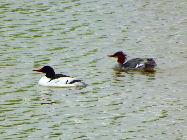 Common Merganser