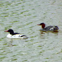 Common Merganser