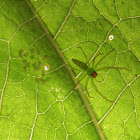 Green spider