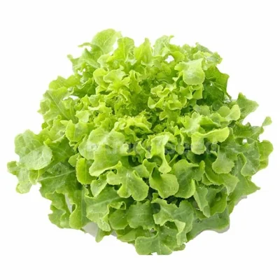 Lettuce Oakleaf Green 1 Kg