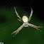 Garden Orbweaver