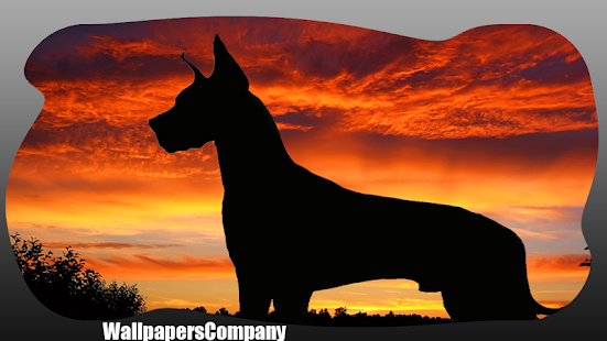 How to install Great Dane Wallpaper 1.0 apk for android