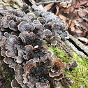 Turkey Tail