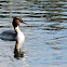 Great Crested Grebe