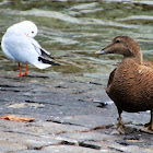 Common Eider