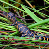 American Alligator